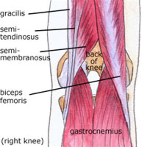 Knee Anatomy: Bones, Muscles, Tendons, and Ligaments .